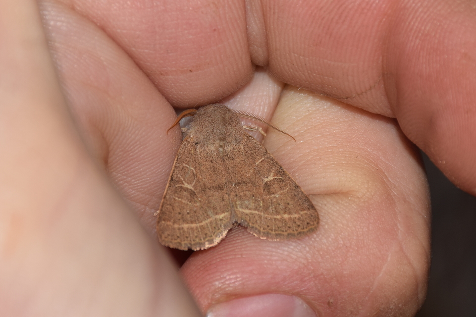 Orthosia cerasi - közepes barkabagoly