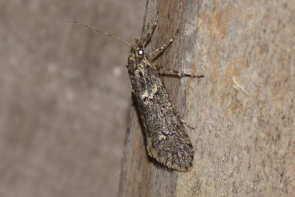 Diurnea fagella - szürke tavaszimoly