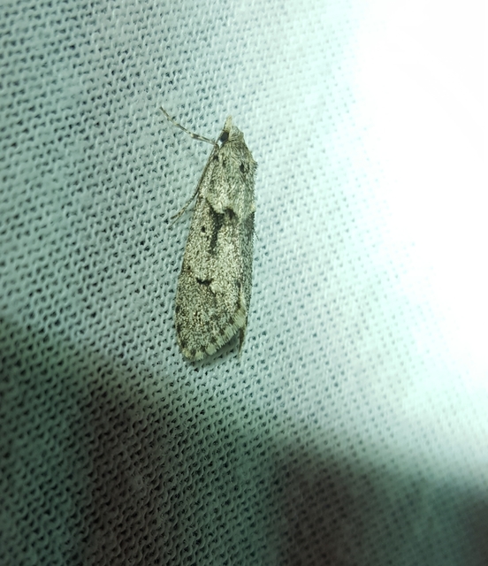 Diurnea fagella - szürke tavaszimoly