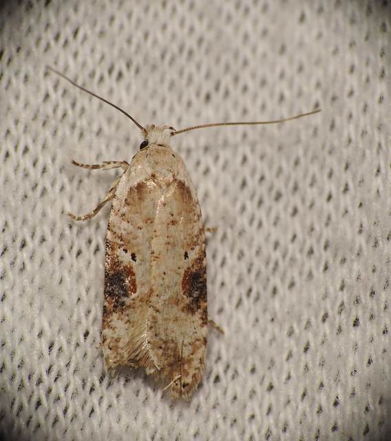 Agonopterix alstromeriana - bürök-laposmoly