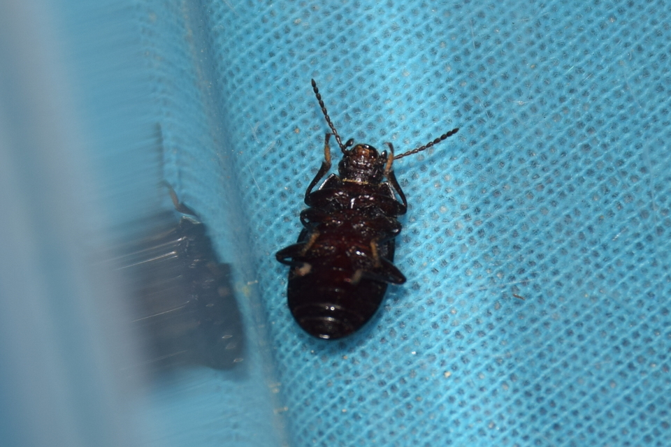 Nalassus dermestoides - rövidszárnyú gyászbogár