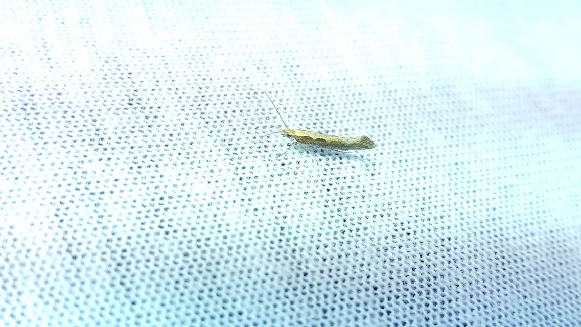 Plutella xylostella - káposztamoly