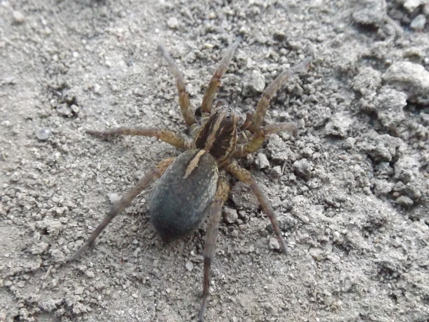 Trochosa robusta