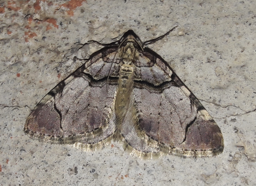 Anticlea derivata - vadrózsa-tarkaaraszoló