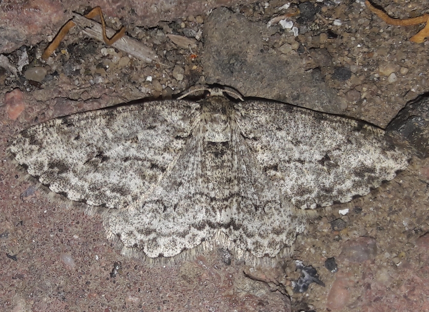 Ectropis crepuscularia - avararaszoló