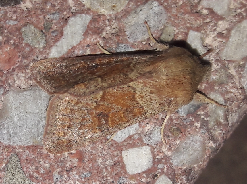 Orthosia miniosa - sárgás barkabagoly
