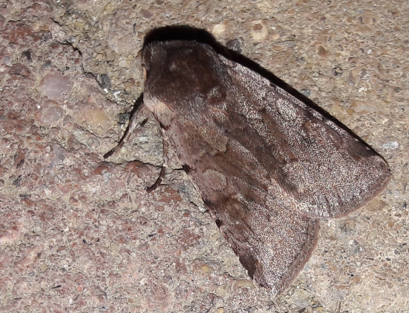 Cerastis rubricosa - vörhenyes tavaszibagoly