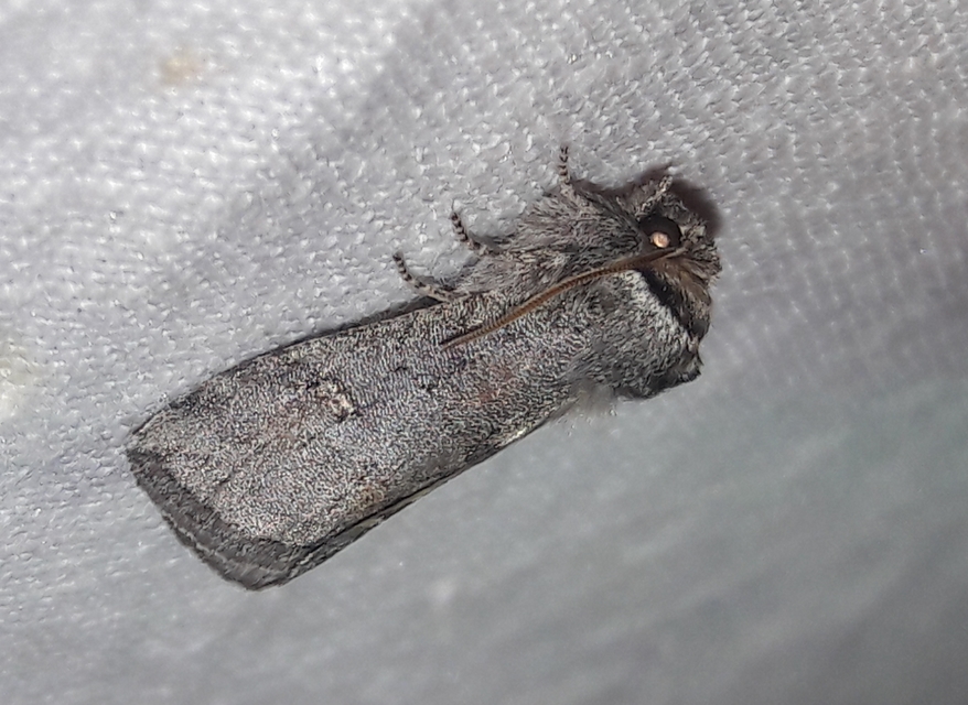 Asphalia ruficollis - vörösnyakú pihésszövő