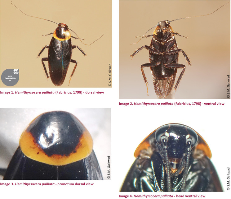 Blattodea - Csótányok