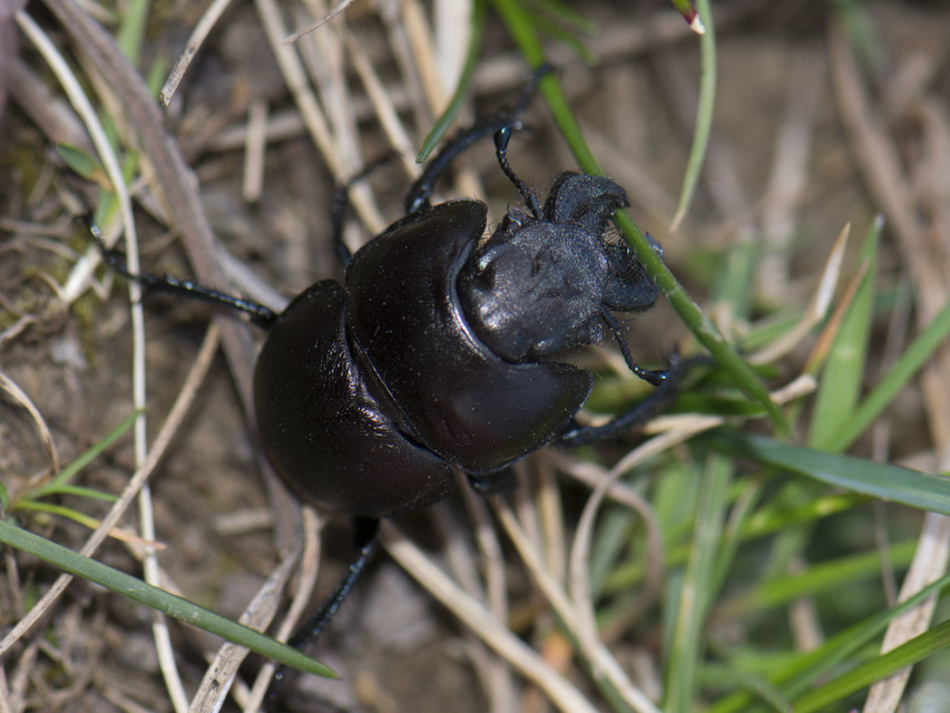 Lethrus apterus - nagyfejű csajkó