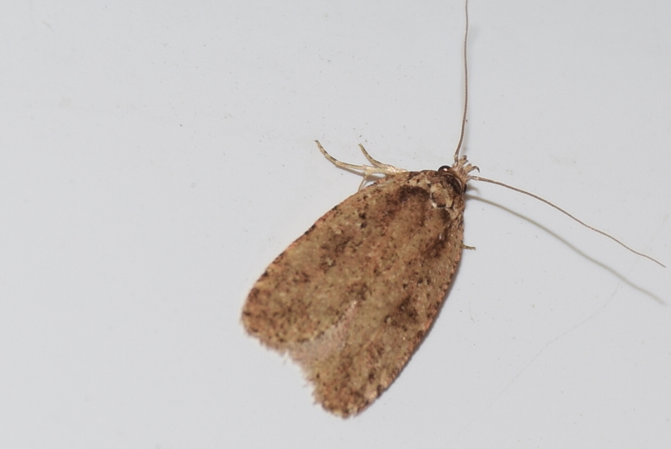 Agonopterix
