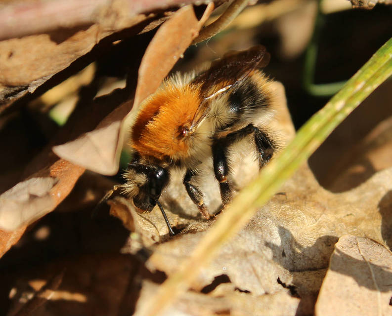 Bombus pascuorum - mezei poszméh