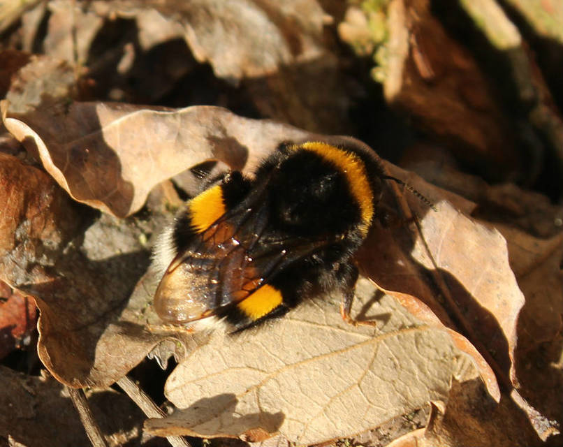 Bombus terrestris/lucorum
