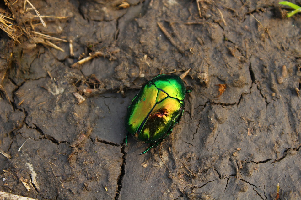 Protaetia speciosissima - pompás virágbogár