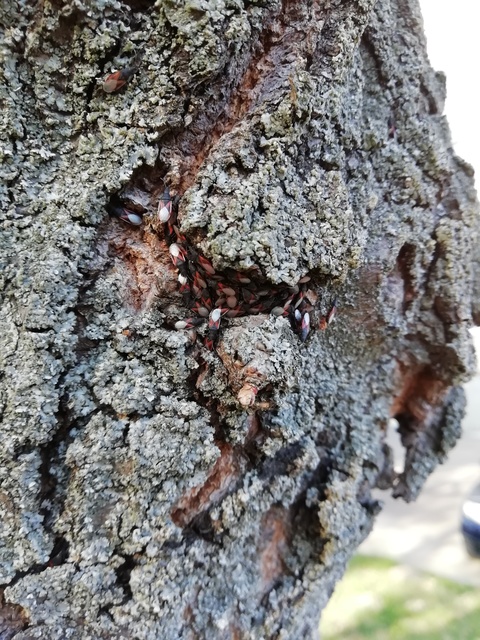 Oxycarenus lavaterae - hársbodobács