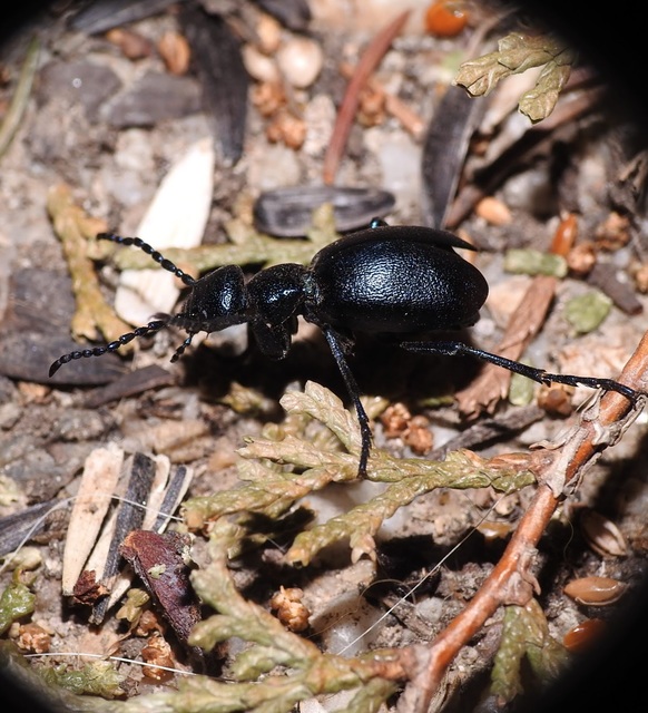 Meloe violaceus - kék nünüke