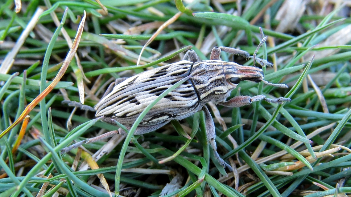 Coniocleonus nigrosuturatus - nyíljegyes barkó