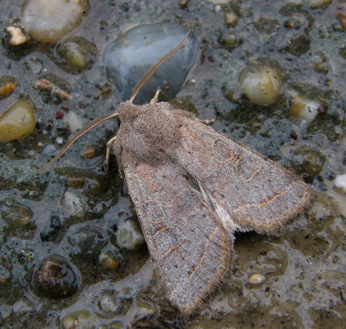 Orthosia cerasi - közepes barkabagoly