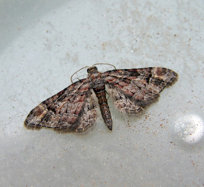 Gymnoscelis rufifasciata - vöröscsíkos törpearaszoló