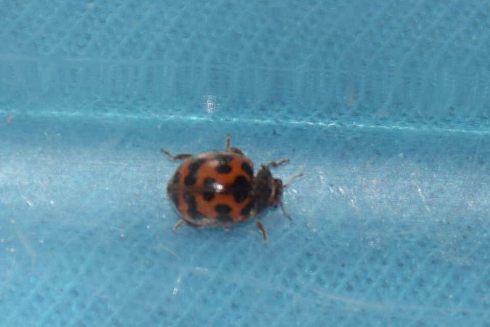 Subcoccinella vigintiquatuorpunctata - lucernaböde