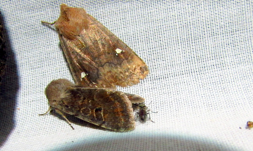 Orthosia incerta - változékony barkabagoly