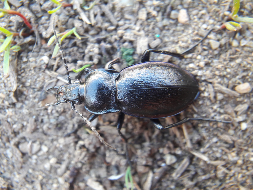 Carabus montivagus blandus - balkáni futrinka