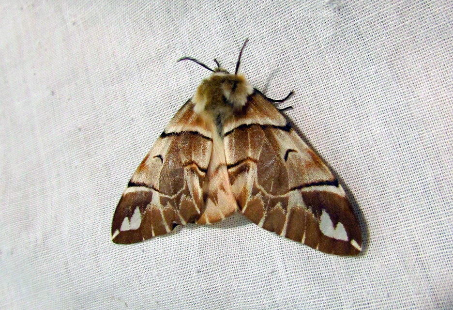 Endromis versicolora - tarkaszövő