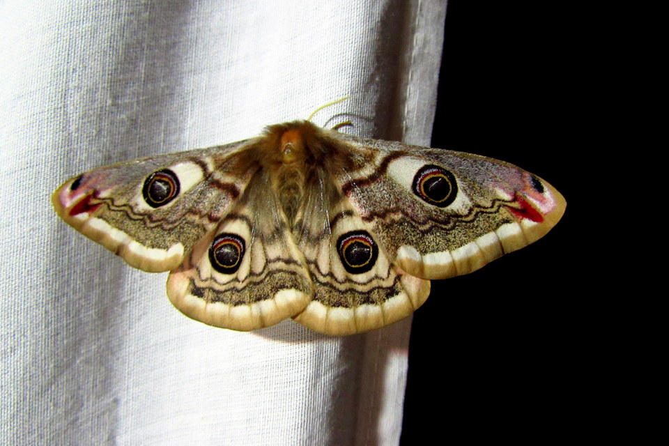 Saturnia pavoniella/pavonia