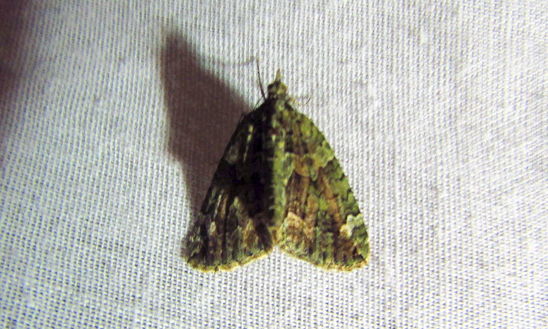 Chloroclysta siterata - salátazöld araszoló