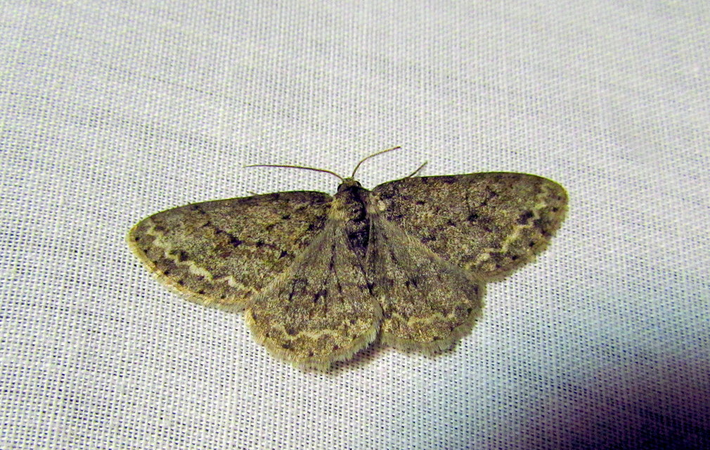 Ectropis crepuscularia - avararaszoló
