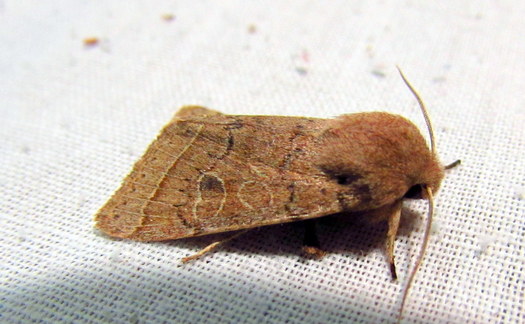 Orthosia cerasi - közepes barkabagoly