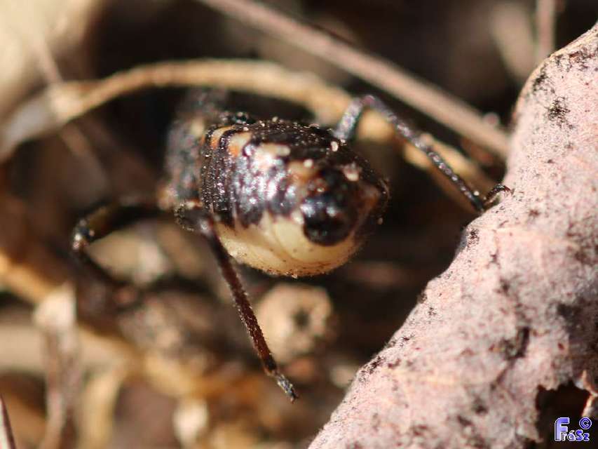 Coranus