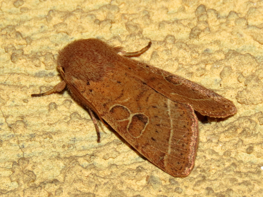 Orthosia cerasi - közepes barkabagoly