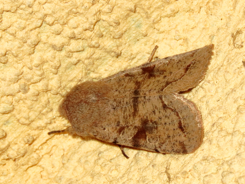 Orthosia incerta - változékony barkabagoly