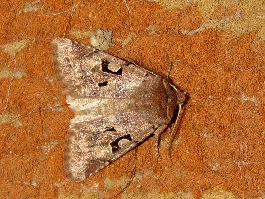 Orthosia gothica - feketefoltos barkabagoly