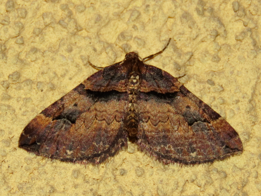 Earophila badiata - csipkerózsa-araszoló