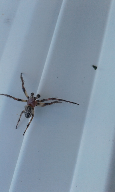 Larinioides