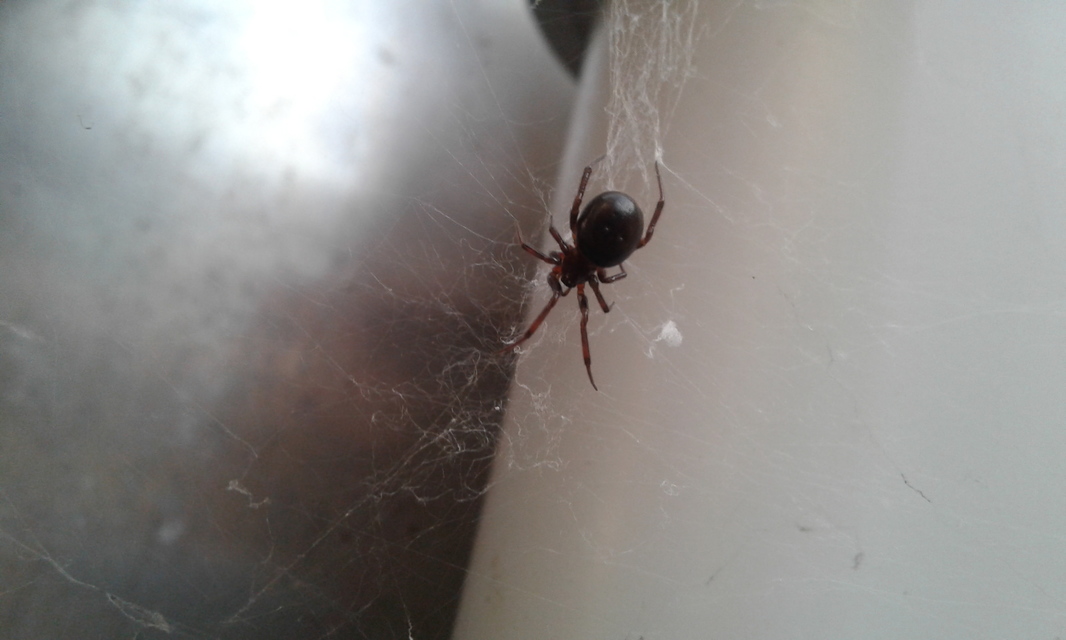 Steatoda