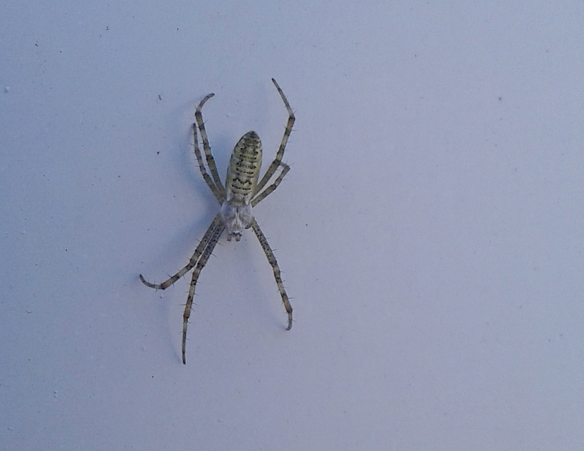 Argiope bruennichi - darázspók