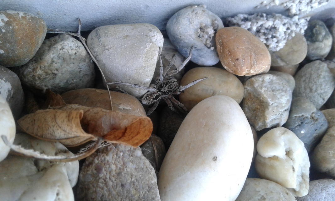 Geolycosa vultuosa - pokoli cselőpók