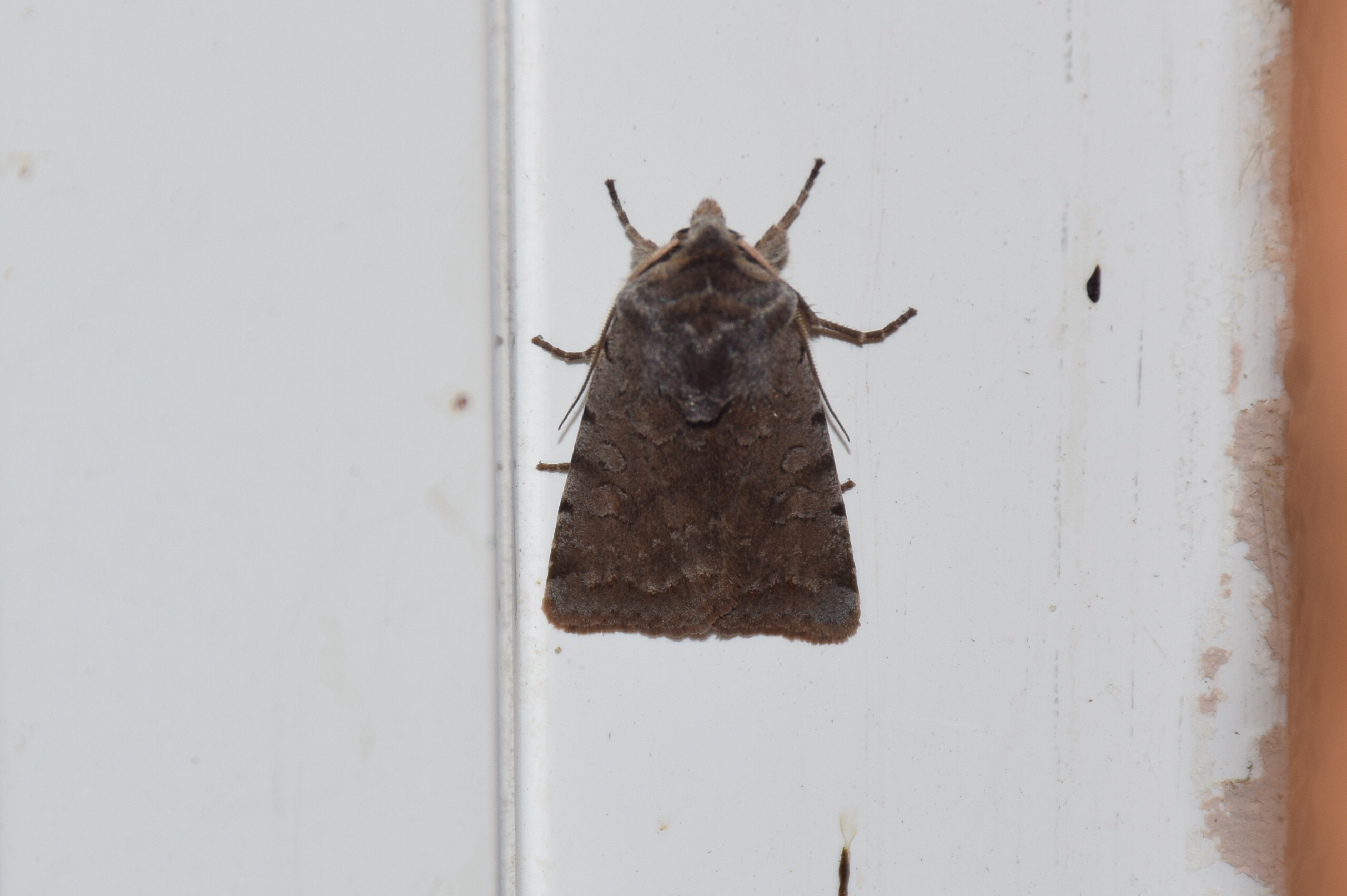 Cerastis rubricosa - vörhenyes tavaszibagoly