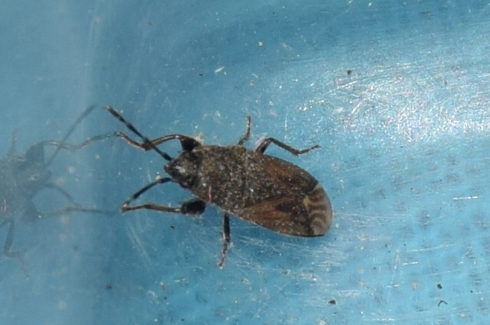 Megalonotus sabulicola