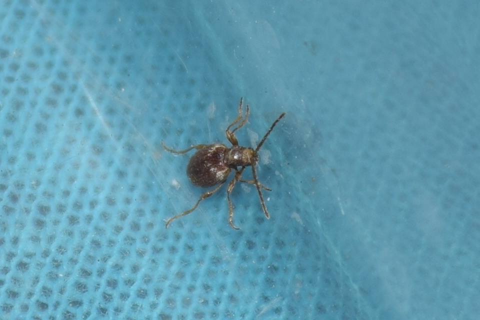 Ptinus fur - közönséges tolvajbogár