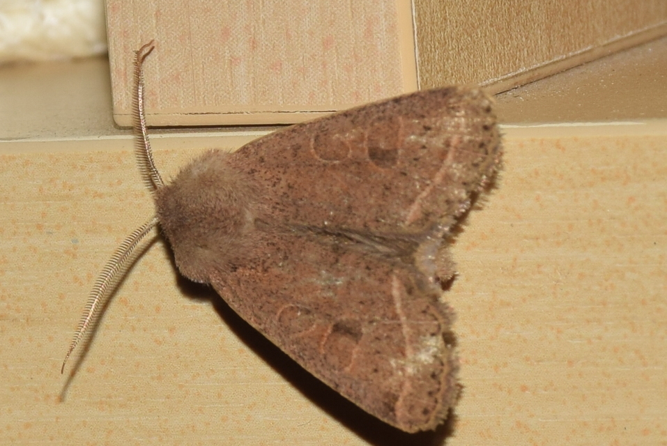 Orthosia cerasi - közepes barkabagoly