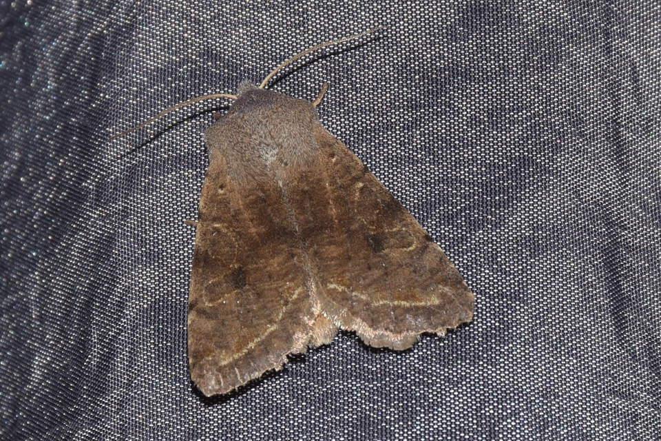 Orthosia incerta - változékony barkabagoly