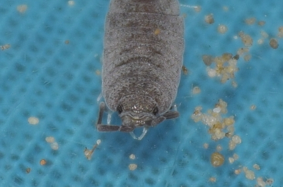 Porcellionides pruinosus - hamvas ászka Porcellionides pruinosus - hamvas ászka