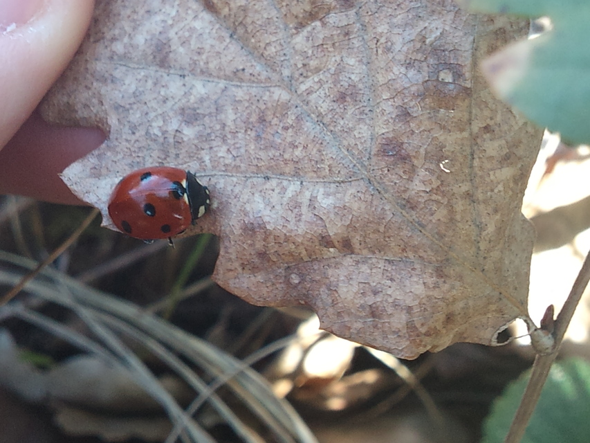 Coccinella septempunctata - hétpettyes katica