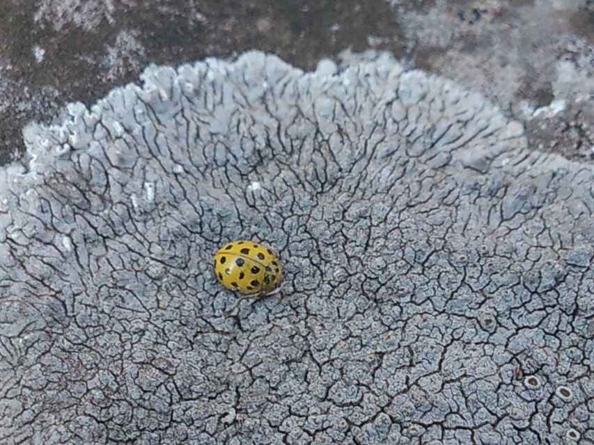 Psyllobora vigintiduopunctata - huszonkétpettyes katica