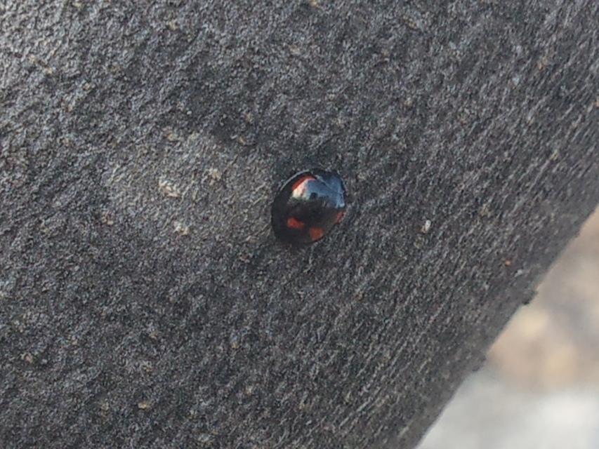 Exochomus quadripustulatus - négyfoltos szerecsenkata