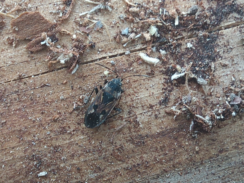 Rhyparochromus vulgaris - közönséges díszesbodobács